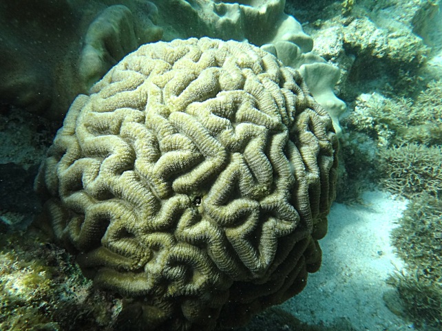 Brain Coral. Apo Island.